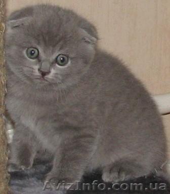 Котенок шотландский вислоухий - <ro>Изображение</ro><ru>Изображение</ru> #1, <ru>Объявление</ru> #3830