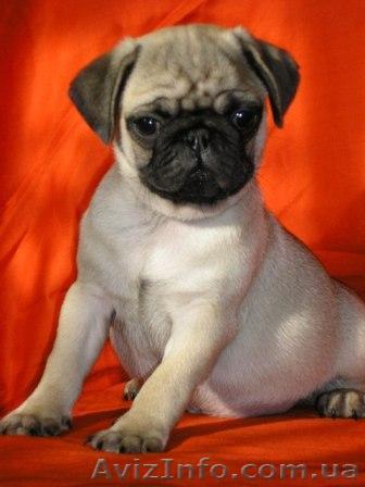 продам щенков мопса продам - <ro>Изображение</ro><ru>Изображение</ru> #1, <ru>Объявление</ru> #8033