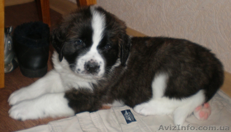   щенки московской сторожевой - <ro>Изображение</ro><ru>Изображение</ru> #1, <ru>Объявление</ru> #10318