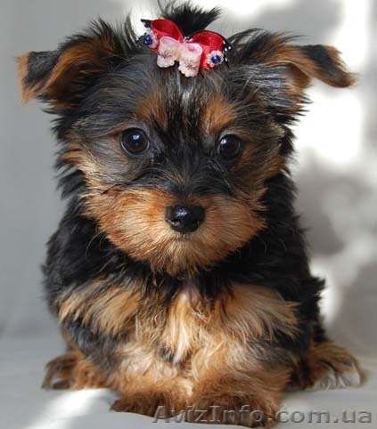 Йоркширский терьер, девочка - <ro>Изображение</ro><ru>Изображение</ru> #1, <ru>Объявление</ru> #11685
