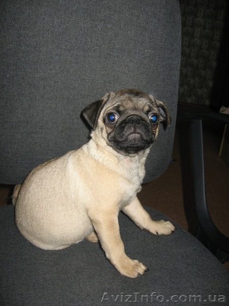 щенок мопс мальчик - <ro>Изображение</ro><ru>Изображение</ru> #1, <ru>Объявление</ru> #11279