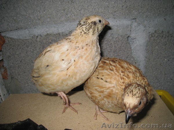 перепела, яйцо инкубационное - <ro>Изображение</ro><ru>Изображение</ru> #1, <ru>Объявление</ru> #12877