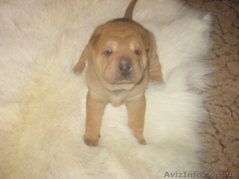 ШАРПЕЙ КИТАЙСКИЙ - <ro>Изображение</ro><ru>Изображение</ru> #1, <ru>Объявление</ru> #13730