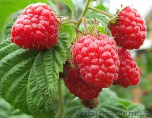 Продам. Малина Оптом. Саженцы для фермеров! - <ro>Изображение</ro><ru>Изображение</ru> #1, <ru>Объявление</ru> #18080