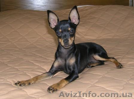 ТОЙ-ТЕРЬЕР ВЯЗКА-Харьков - <ro>Изображение</ro><ru>Изображение</ru> #1, <ru>Объявление</ru> #14157