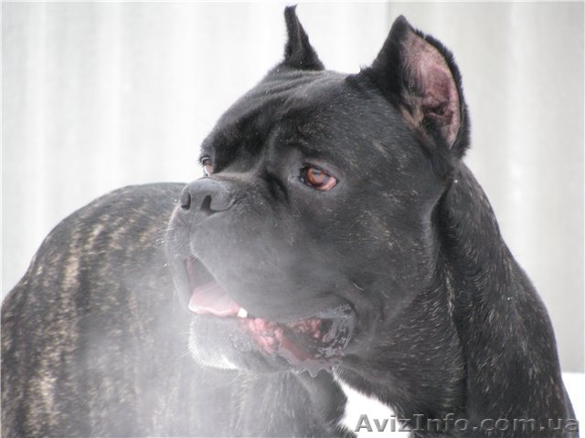 Продам щенков кане корсо - <ro>Изображение</ro><ru>Изображение</ru> #1, <ru>Объявление</ru> #25513