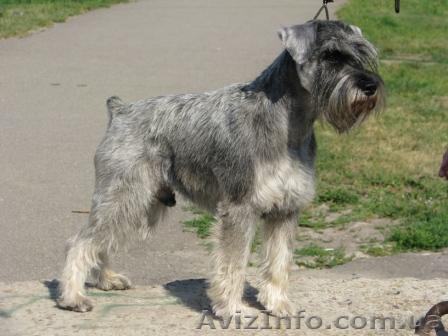 Предлагается для вязки племенной кобель цвергшнауцера (pps)  - <ro>Изображение</ro><ru>Изображение</ru> #1, <ru>Объявление</ru> #19338