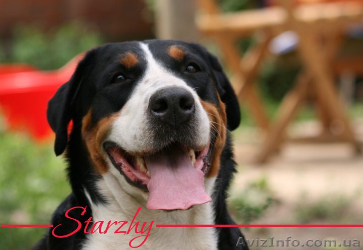 Большой швейцарский зенненхунд, ГРОСС – щенки на продажу в Украине. - <ro>Изображение</ro><ru>Изображение</ru> #1, <ru>Объявление</ru> #35003