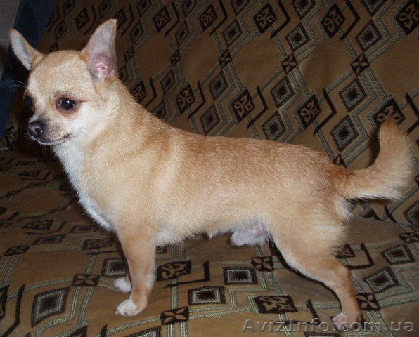 Чихуа-хуа кобель для вязок - <ro>Изображение</ro><ru>Изображение</ru> #1, <ru>Объявление</ru> #34589