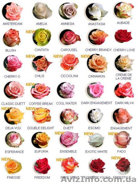 Цветы из Эквадора  - <ro>Изображение</ro><ru>Изображение</ru> #1, <ru>Объявление</ru> #34258