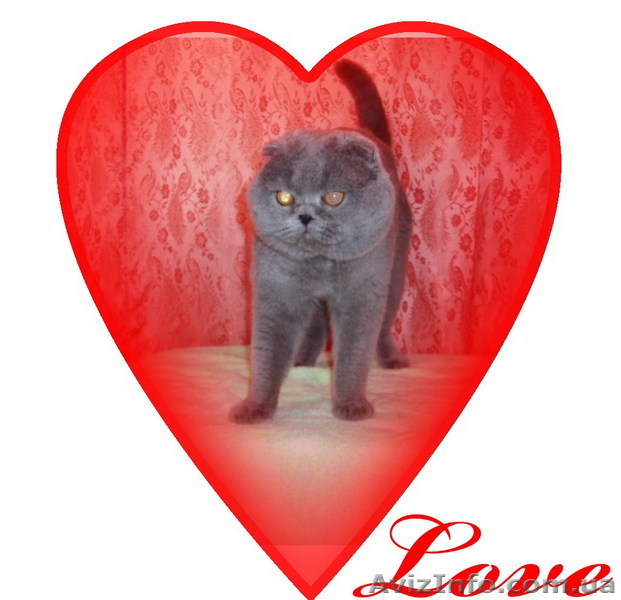 Вислоухий кот для вязок - <ro>Изображение</ro><ru>Изображение</ru> #1, <ru>Объявление</ru> #34621