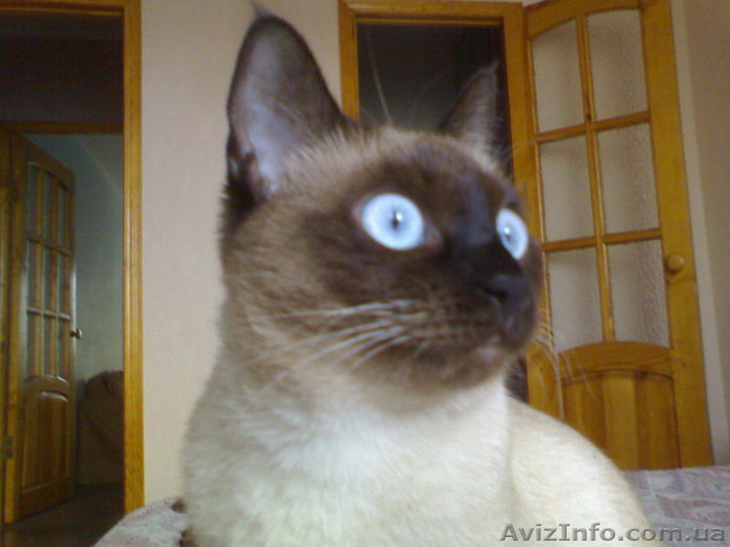 ПОТЕРЯЛАСЬ КОШКА! - <ro>Изображение</ro><ru>Изображение</ru> #1, <ru>Объявление</ru> #46472