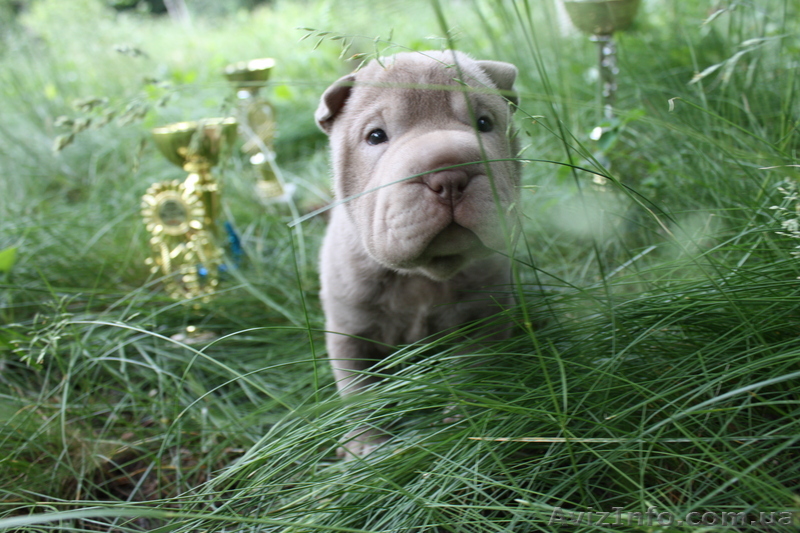 щенки шарпея лилового окраса - <ro>Изображение</ro><ru>Изображение</ru> #1, <ru>Объявление</ru> #45163