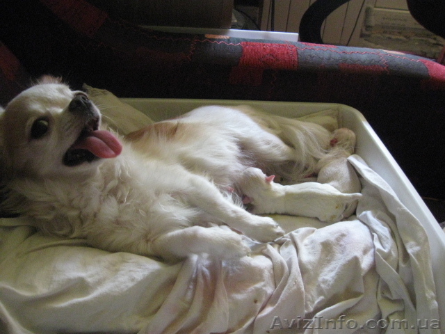 продам чихуахуа - <ro>Изображение</ro><ru>Изображение</ru> #1, <ru>Объявление</ru> #57913