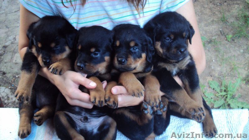 Продам щенков ротвейлера - <ro>Изображение</ro><ru>Изображение</ru> #1, <ru>Объявление</ru> #52563