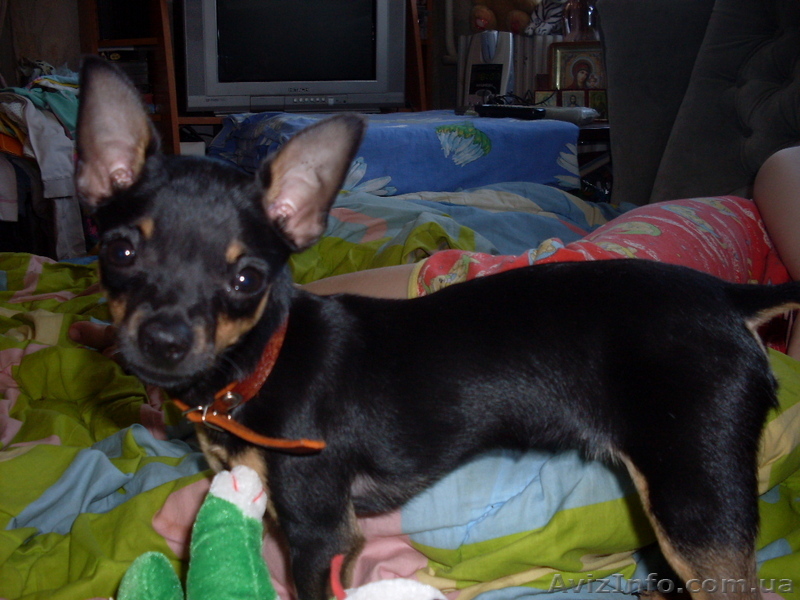 Той-терьер Мальчик - <ro>Изображение</ro><ru>Изображение</ru> #1, <ru>Объявление</ru> #51563