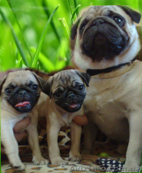 Продам мопсят очень красивеньких и качественных! - <ro>Изображение</ro><ru>Изображение</ru> #1, <ru>Объявление</ru> #65963