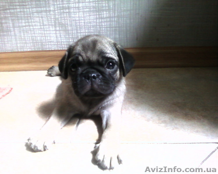 продам щенка .Мопс 2 мес. - <ro>Изображение</ro><ru>Изображение</ru> #1, <ru>Объявление</ru> #64289