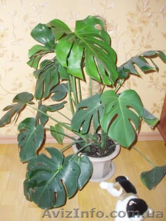 продам Монстеру деликатесную, 4 отростка, недорого - <ro>Изображение</ro><ru>Изображение</ru> #1, <ru>Объявление</ru> #66163