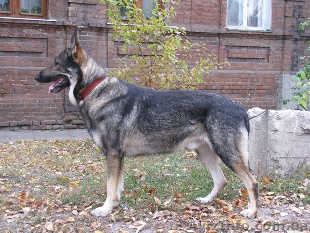 щенки восточно-европейской овчарки, ВЕО - <ro>Изображение</ro><ru>Изображение</ru> #1, <ru>Объявление</ru> #84652