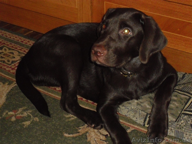 Лабрадор ретривер, шоколадный щенок - <ro>Изображение</ro><ru>Изображение</ru> #1, <ru>Объявление</ru> #76645