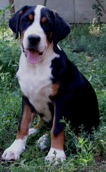 Продам щенка большого швейцарского зенненхунда (гросса) - <ro>Изображение</ro><ru>Изображение</ru> #1, <ru>Объявление</ru> #75412