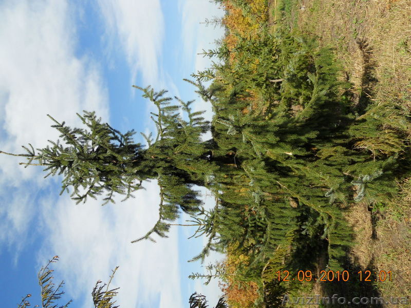  Ландшафтный дизайн,оформление участков.Декоративные и уличные растения,растения - <ro>Изображение</ro><ru>Изображение</ru> #1, <ru>Объявление</ru> #81310