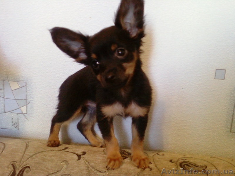 ам щеночка той- терьерчика - <ro>Изображение</ro><ru>Изображение</ru> #1, <ru>Объявление</ru> #81301