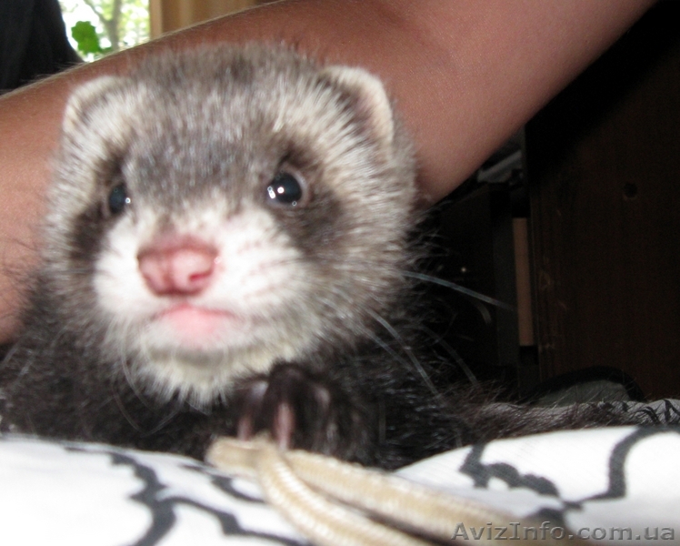 Хорек, (Фредка) - <ro>Изображение</ro><ru>Изображение</ru> #1, <ru>Объявление</ru> #79698