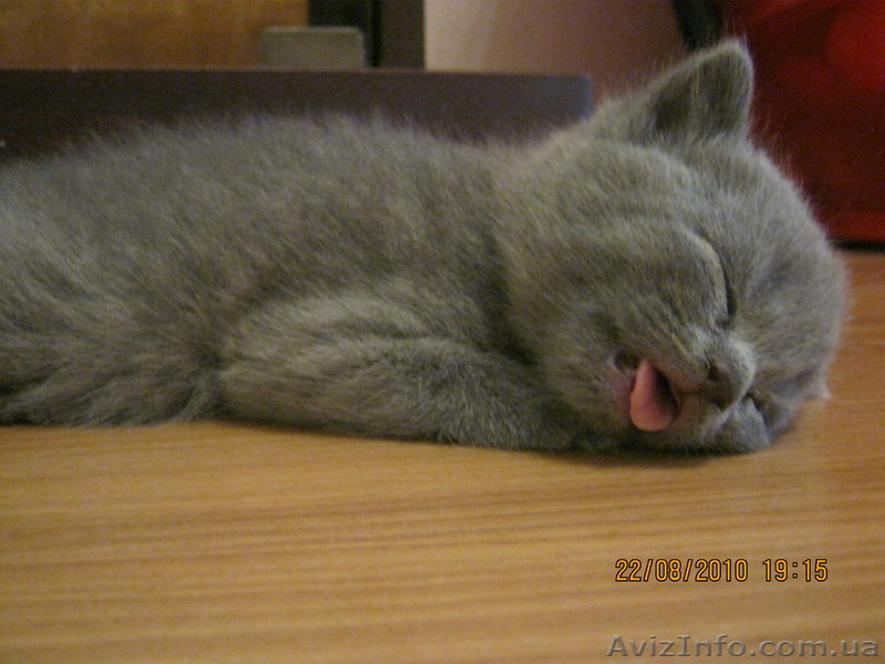 Продам британских котят - <ro>Изображение</ro><ru>Изображение</ru> #1, <ru>Объявление</ru> #81639