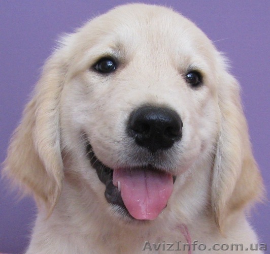 Щеночки золотистого ретривера - <ro>Изображение</ro><ru>Изображение</ru> #1, <ru>Объявление</ru> #77423
