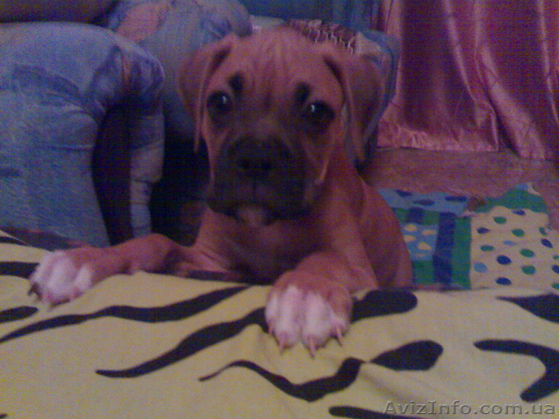 ПРОДАМ!Срочно!Щенок боксера!Мальчик!Рич! - <ro>Изображение</ro><ru>Изображение</ru> #1, <ru>Объявление</ru> #78231