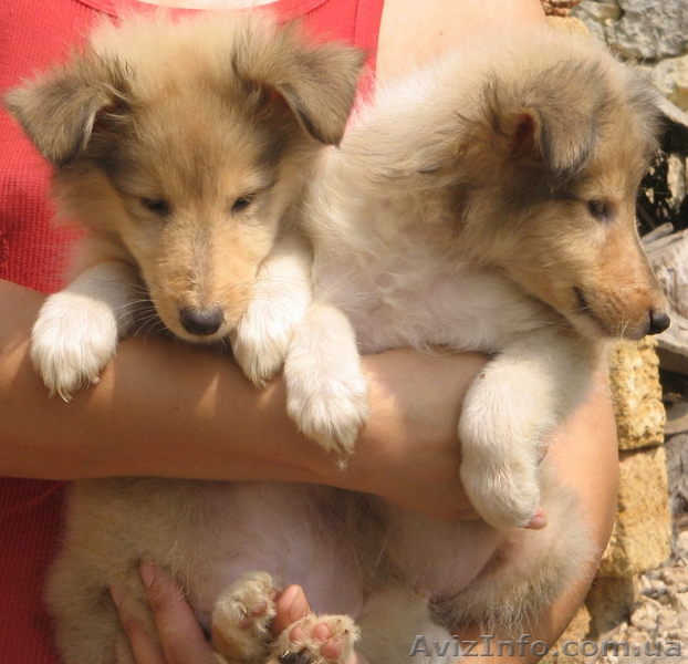 колли, щенки рыжие - <ro>Изображение</ro><ru>Изображение</ru> #1, <ru>Объявление</ru> #58871