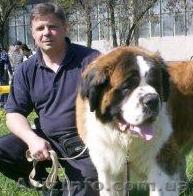 Сенбернары "Из Дома Слоников" - <ro>Изображение</ro><ru>Изображение</ru> #1, <ru>Объявление</ru> #78141