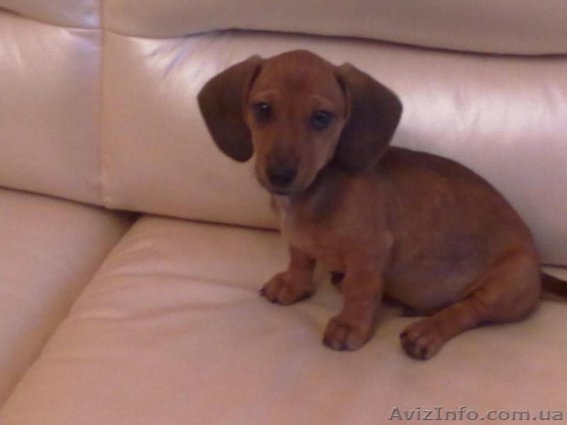 продам щенка таксы 2,5 месяца, мальчик, окрас рыжий с подпалом... - <ro>Изображение</ro><ru>Изображение</ru> #1, <ru>Объявление</ru> #88394