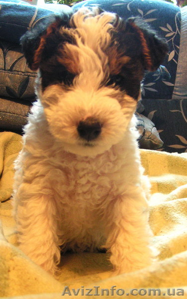 Щенки фокстерьера - <ro>Изображение</ro><ru>Изображение</ru> #1, <ru>Объявление</ru> #92425