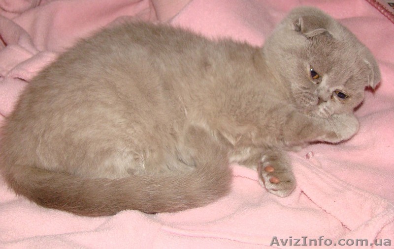 Продам вислоухую девочку!!!Харьков - <ro>Изображение</ro><ru>Изображение</ru> #1, <ru>Объявление</ru> #103922