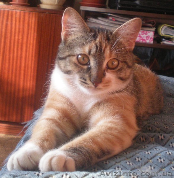 Пропала трёхцветная кошечка, Широнинцев 61а - <ro>Изображение</ro><ru>Изображение</ru> #1, <ru>Объявление</ru> #114556