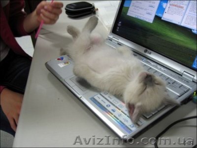 Ремонт,модернизация компьютеров.Восстановление после сбоев,операционные системы. - <ro>Изображение</ro><ru>Изображение</ru> #1, <ru>Объявление</ru> #109763