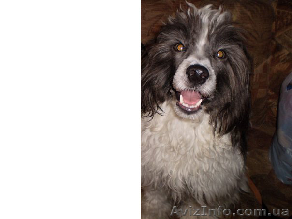 отдам в хорошие руки китайскую хохлатую - <ro>Изображение</ro><ru>Изображение</ru> #1, <ru>Объявление</ru> #107727