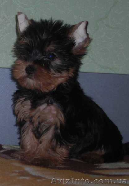 йоркширский терьер продам - <ro>Изображение</ro><ru>Изображение</ru> #1, <ru>Объявление</ru> #130791
