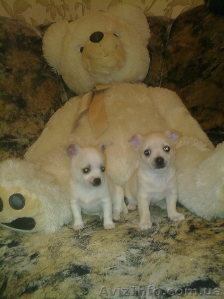 Раскошные щенков чихуахуа - <ro>Изображение</ro><ru>Изображение</ru> #1, <ru>Объявление</ru> #124853