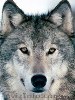 Охра золотистая,сурик железный. - <ro>Изображение</ro><ru>Изображение</ru> #1, <ru>Объявление</ru> #127768