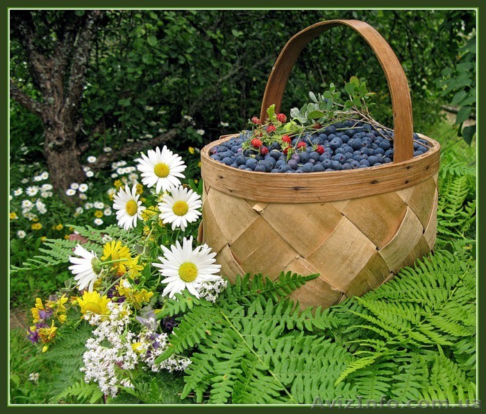 Черника натуральная - <ro>Изображение</ro><ru>Изображение</ru> #1, <ru>Объявление</ru> #81488