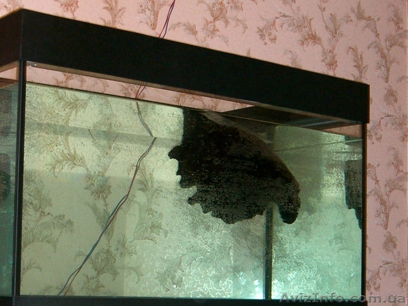 Продам новый аквариум 180 литров!НЕДОРОГО! - <ro>Изображение</ro><ru>Изображение</ru> #1, <ru>Объявление</ru> #122896