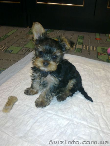 Продам йорка!!! - <ro>Изображение</ro><ru>Изображение</ru> #1, <ru>Объявление</ru> #133542