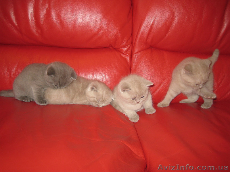 продам котят шотландских (скоттиш фолд и страйт) - <ro>Изображение</ro><ru>Изображение</ru> #1, <ru>Объявление</ru> #132483