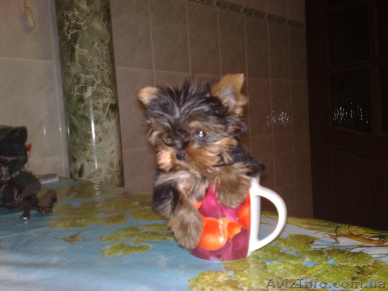 щенки кабели и суки - <ro>Изображение</ro><ru>Изображение</ru> #1, <ru>Объявление</ru> #139853