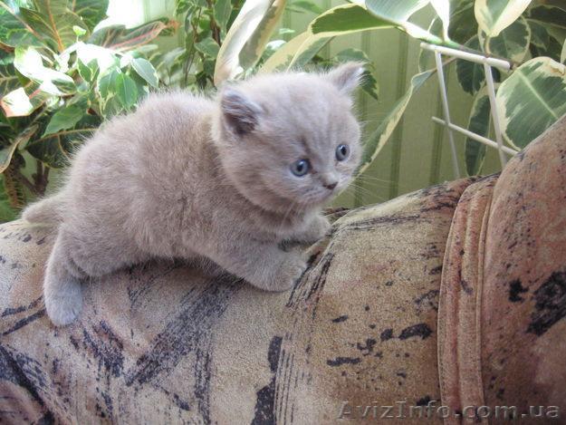 Продам отличного котёнка - <ro>Изображение</ro><ru>Изображение</ru> #1, <ru>Объявление</ru> #136639