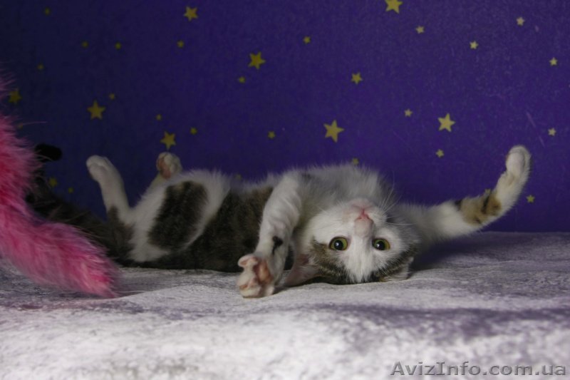 Даром, котик ищет хозяев!Возмите меня к себе! - <ro>Изображение</ro><ru>Изображение</ru> #1, <ru>Объявление</ru> #155132